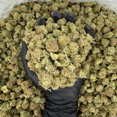 Exotic Smalls: The Wiz